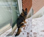 Small Photo #1 German Shepherd Dog Puppy For Sale in MARYSVILLE, PA, USA