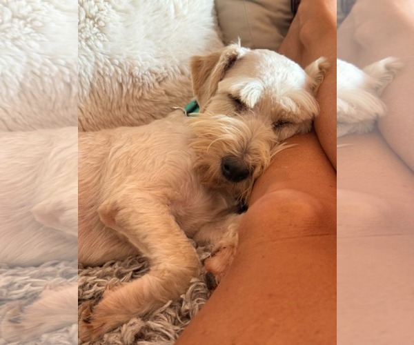 Medium Photo #4 Poodle (Miniature)-Unknown Mix Puppy For Sale in Sandy, UT, USA