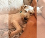 Small #3 Poodle (Miniature) Mix