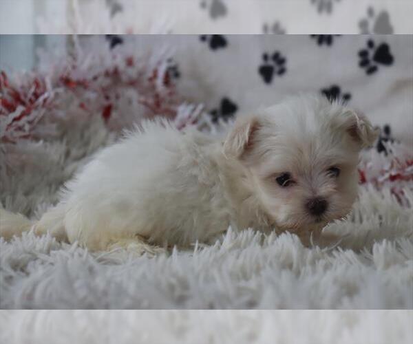 Medium Photo #6 Maltese Puppy For Sale in NAPLES, FL, USA