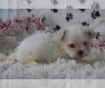 Puppy Puppy 3 Maltese