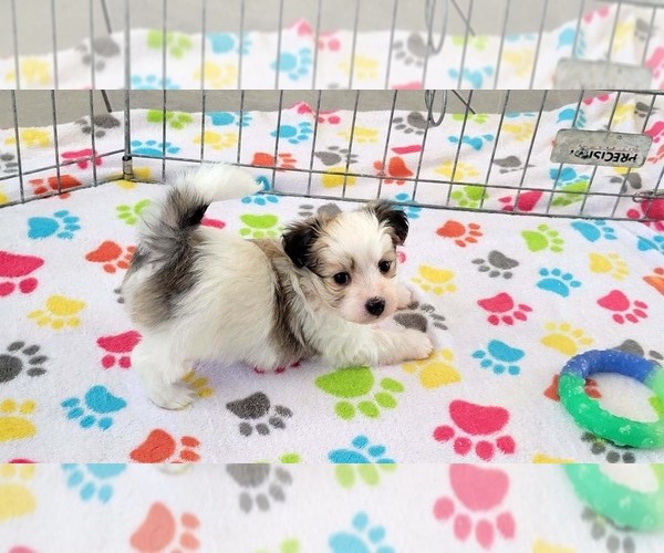 Medium Photo #4 Papitese Puppy For Sale in ORO VALLEY, AZ, USA