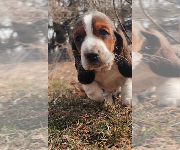 Medium Photo #19 Basset Hound Puppy For Sale in VERNON ROCKVILLE, CT, USA