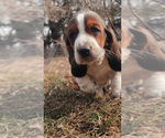Small #18 Basset Hound