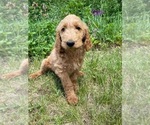 Small #22 Goldendoodle