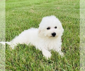 Bichon Frise Puppy for sale in PALM COAST, FL, USA