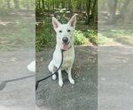 Small #2 Mutt