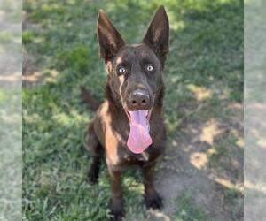 German Shepherd Dog-Unknown Mix Dogs for adoption in Modesto, CA, USA