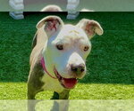 Small #1 Mutt