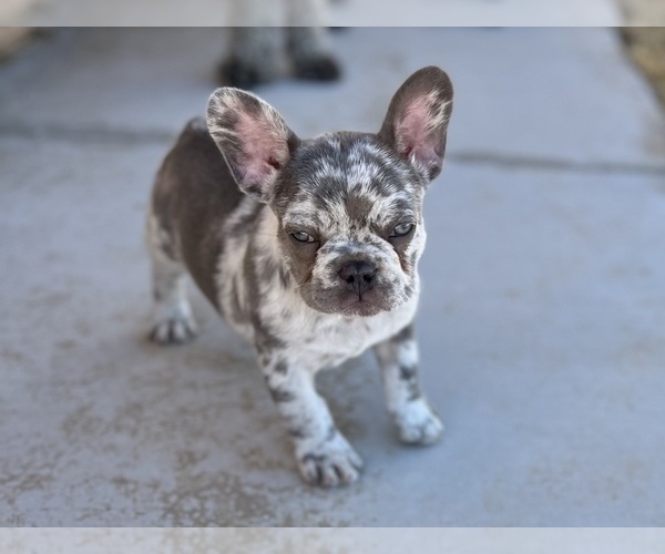 Medium Photo #2 French Bulldog Puppy For Sale in PHELAN, CA, USA