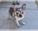 Small Photo #2 French Bulldog Puppy For Sale in PHELAN, CA, USA