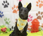 Small Australian Kelpie Mix
