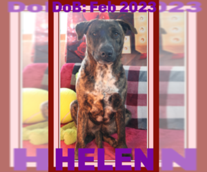 Plott Hound-Retriever  Mix Dogs for adoption in Sebec, ME, USA