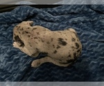 Small Photo #5 Great Dane Puppy For Sale in SHREVEPORT, LA, USA