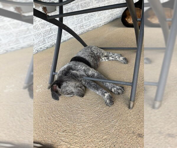 Medium Photo #2 Mutt Puppy For Sale in Aurora, CO, USA