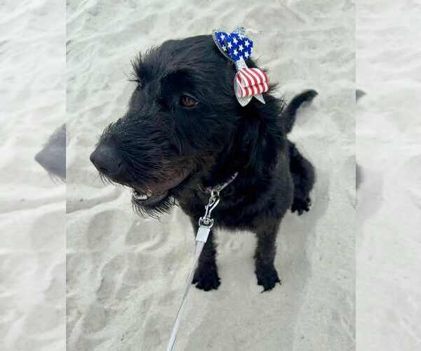 Medium Photo #1 Aussiedoodle-Labradoodle Mix Puppy For Sale in BRYANTOWN, MD, USA
