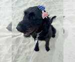 Small Photo #1 Aussiedoodle-Labradoodle Mix Puppy For Sale in BRYANTOWN, MD, USA