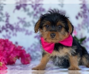 YorkiePoo Puppy for sale in LANCASTER, PA, USA