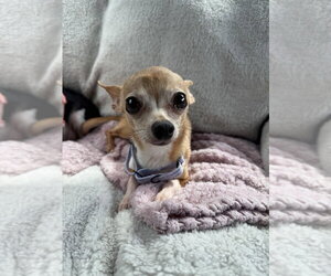 Chihuahua-Unknown Mix Dogs for adoption in Mooresville, NC, USA