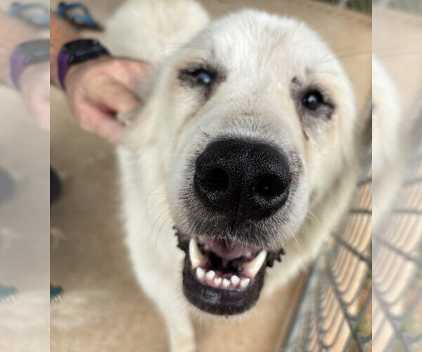 Medium Photo #3 Great Pyrenees Puppy For Sale in Rustburg, VA, USA