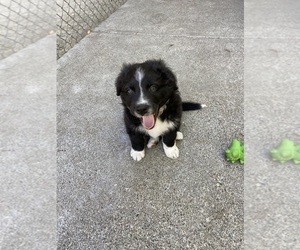 Border-Aussie Puppy for sale in KENT, WA, USA