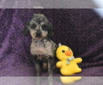 Small #1 Poodle (Toy)