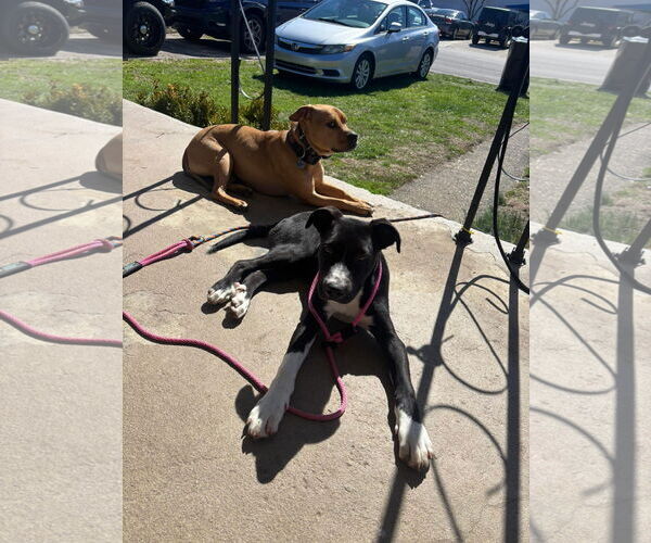 Medium Photo #10 Great Dane-Unknown Mix Puppy For Sale in Germantown, OH, USA