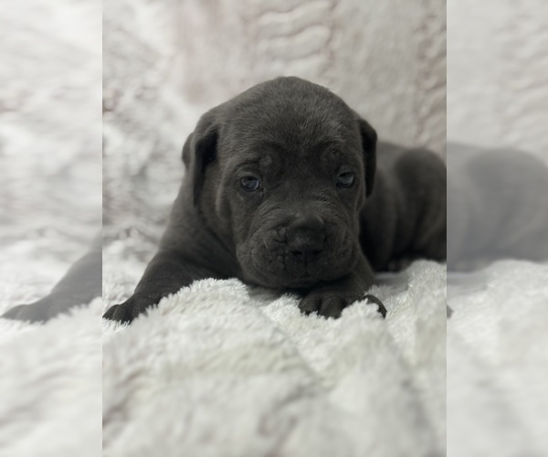 Medium Photo #16 Cane Corso Puppy For Sale in BARBOURSVILLE, VA, USA