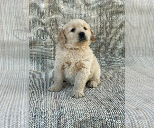 Medium Photo #6 Golden Retriever Puppy For Sale in OROVILLE, CA, USA