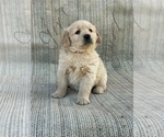 Small Photo #6 Golden Retriever Puppy For Sale in OROVILLE, CA, USA