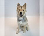 Small #6 Mutt