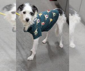 Parson Russell Terrier Dogs for adoption in Forestville, MD, USA