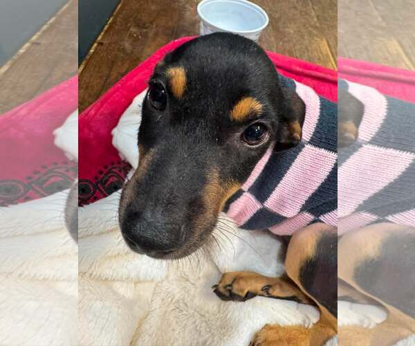 Medium Photo #2 Doberman Pinscher Puppy For Sale in Aurora, OH, USA