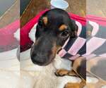 Small #1 Doberman Pinscher