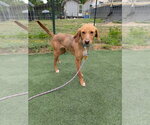 Small #1 Labrador Retriever Mix