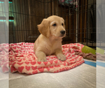 Small Photo #8 Golden Retriever Puppy For Sale in LOS ANGELES, CA, USA