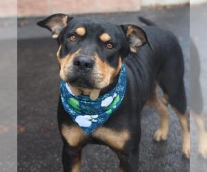 Rottweiler Dogs for adoption in San Antonio, TX, USA