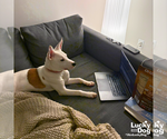Small #8 Carolina Dog Mix