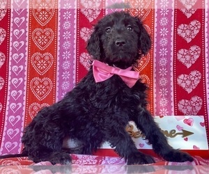 Goldendoodle Puppy for sale in LANCASTER, PA, USA