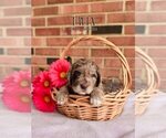 Small #2 Labradoodle