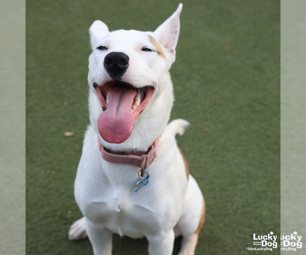 Medium Photo #9 Carolina Dog-Unknown Mix Puppy For Sale in Washington, DC, USA