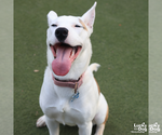 Small Photo #9 Carolina Dog-Unknown Mix Puppy For Sale in Washington, DC, USA