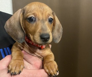 Dachshund Puppy for sale in FOLSOM, CA, USA