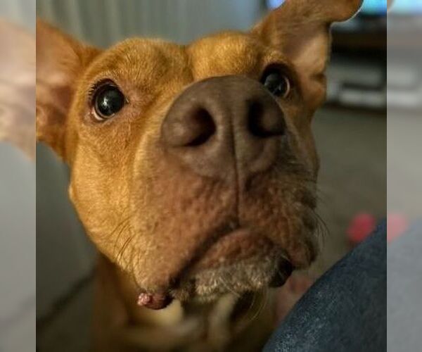 Medium Photo #2 American Staffordshire Terrier-Unknown Mix Puppy For Sale in columbia, SC, USA