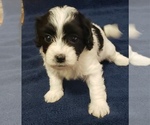 Small Photo #3 Maltipoo Puppy For Sale in PLANT CITY, FL, USA