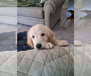 Colton - Male Golden Pyrenees Dog for Adoption - Photo #4