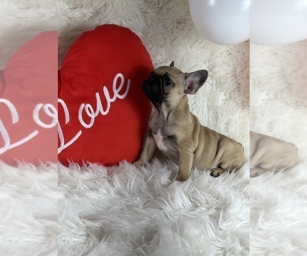 Medium Photo #5 French Bulldog Puppy For Sale in BROADWAY, NC, USA