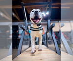 Small #6 American Pit Bull Terrier Mix