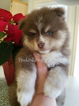Medium Photo #1 Pomsky Puppy For Sale in ANDOVER, MN, USA