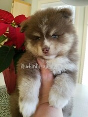 Pomsky Puppy for sale in ANDOVER, MN, USA